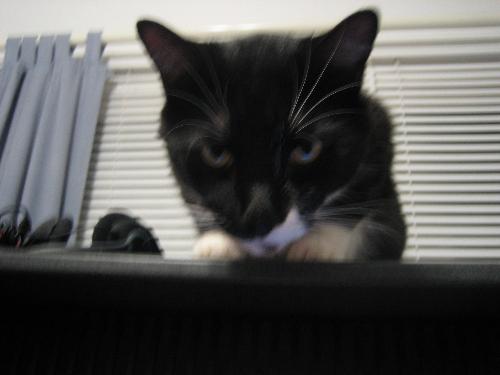 cat - daughters cat watching over me