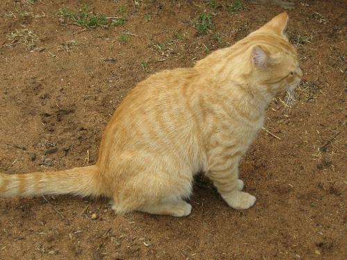 ginger cat - ginge