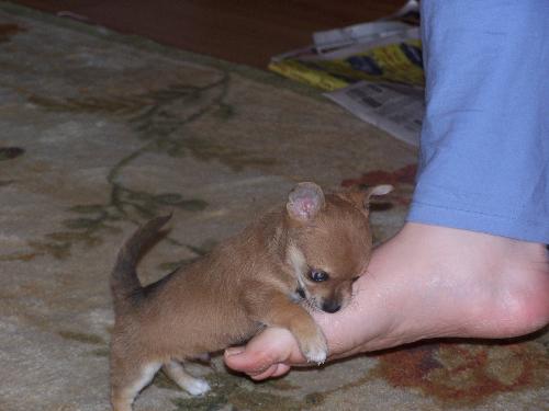 Sherlock's first fight - This is my 6 week old puppy. He will argue with anything or any..foot?