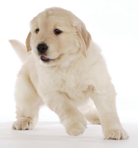golden puppy - cute puppy