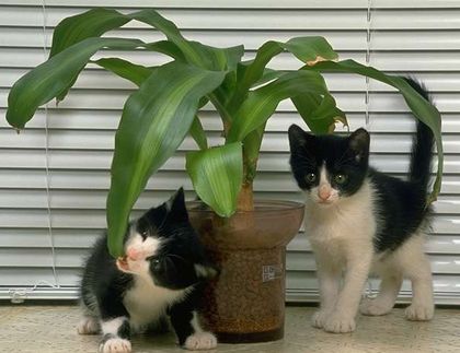 cat - plant eating cats