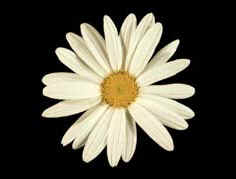 shasta daisy with 21 petals - Twenty-one and thirty-four petals are also quite common. The outer ring of ray florets in the daisy family illustrate the Fibonacci sequence extremely well. Daisies with 13, 21, 34, 55 or 89 petals are quite common.
