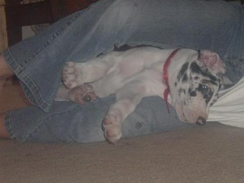 Xena The Great Dane baby - This is Xena my great Dane puppy at 8 weeks. She is 6 months old now and is 100+ pounds. I hear she is a bit big for a female. I love this breed, they are such lovers.