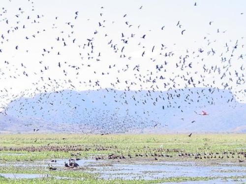 Costa Rica the view from Palo Verde Research Stati - Here is a magnificent flock of birds over the wetlands at Palo Verde Research Station in Costa Rica. I was lucky enough to stay there for an ecology course