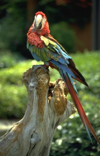 birds - see the beauty the nature created............
