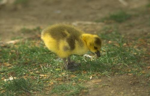 birds - ..........