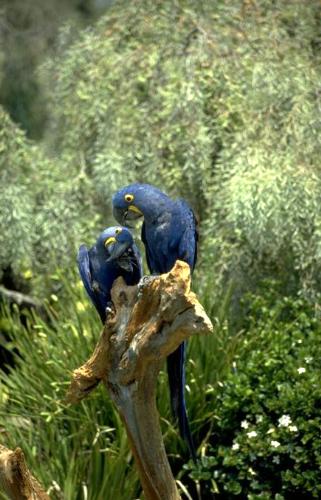 peacock - the beauty of indian national bird.....