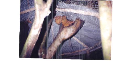 smallest... - The worlds smallest monkey; the Tarsier found only in the islands of the Philippines. This animal is nar to its extinction, so let us help in saving them from the destruction of their houses and food...