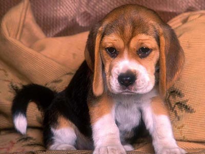 puppy - the puppy really looks sad