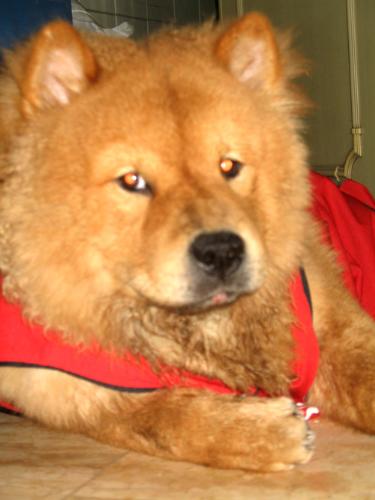 chow - my chowchow