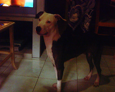 Pitbull Yuri - thats my dog, she is a pitbull .. her name is Yuri
