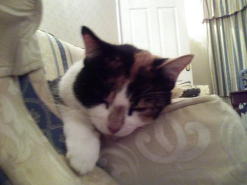 Prudence - My beautiful Tortoishell moggie, who sadly had to be put down last month as she started having fits and became too exhausted to do anything.