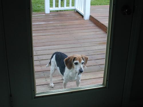 Cleo, my best beagle EVER! - Cleo P. Lambert. June 21, 1992 - June 15, 2006