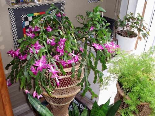 My Christmas Cactus - My aunt gave me this since it was no longer flowering for her. Well as you can see it's flowering beautifully for me. This was taken in November '06 and it's still flowering in now in February '07.