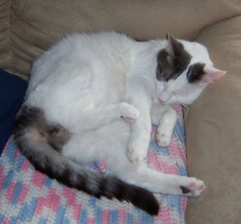 Don Juan - Don Juan sleeping in a very comfortable position