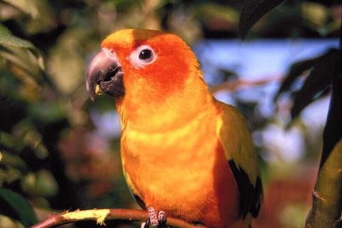 parrot - hai guys my favorite bird is parrot and this photo which i am uploading is simply superb..nice detail and looks very cute...