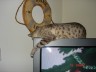 Symba - Symba is a 7 year old bengal leopard doing what he does best sleeping on the fish tank