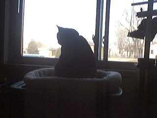 Boo My Cat - Watchin out the window