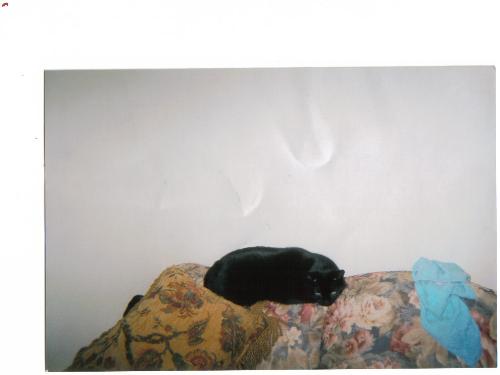 boo my cat - Notice the white lights that swirls above him.I often see him staring , but nothing is there. Odd, what could this be? A reflection from the light. I don't know. I think some of the light looks like tips of wings. I don't thnk a cat would be calm if something with wings where around.