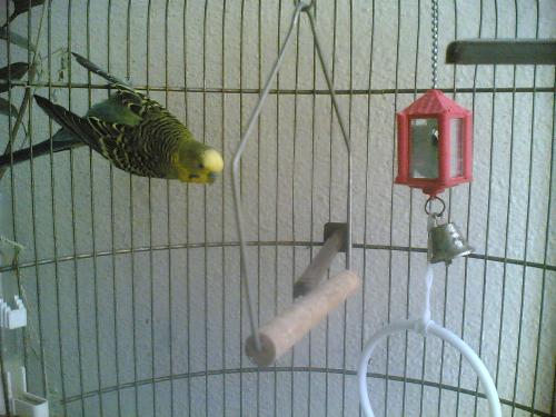 parakeet - Parakeet looking at the camera