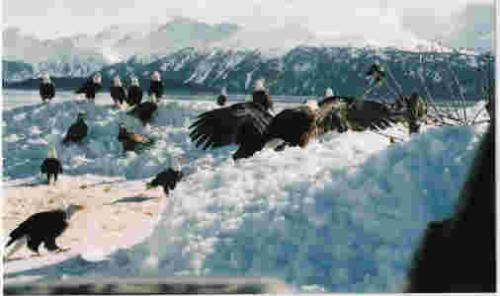 Eagles in Alaska - Here is a picture of eagles in Alaska.