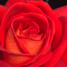 rose - i love this flower
