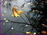 Nature - Flower - Nature has many creations and flowers top it all