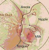 Breast feed your baby - it contains just the right amount of fatty acids, lactose, water, and amino acids for human digestion, brain development, and growth. Cow's milk contains a different type of protein than breast milk.