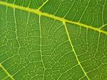 leaf - Keep our country green ....