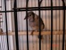Henri - Henri at 8 weeks old. Now he is close to one year. I got Henri last year when he fell out of a tree hand fed him and now he is a healthy screaming blue jay lol. Henri can talk up a storm. First thing in the morning he has to greet all the other birds with a big hello!