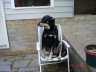 Snoopy - Black and tan mixed