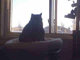 boo - BOO @ his favorite spot. I think I need to give him a bigger sheepskin perch. They had a larger one at a local store. It was for dogs. I did't wasn't about getting it, because I bought a huge dog pillow once .Boo wouldn't go near it, seems it had cedar. A friend told me Cats don't like cedar.