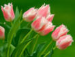 A good Flower  - This is good flower I Liked verymuch , I think you will also like it