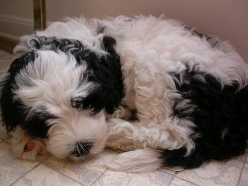 Dog - A photo of a really cute dog.