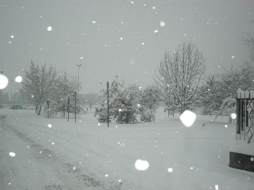 snow in my town - this year... no snow at all
