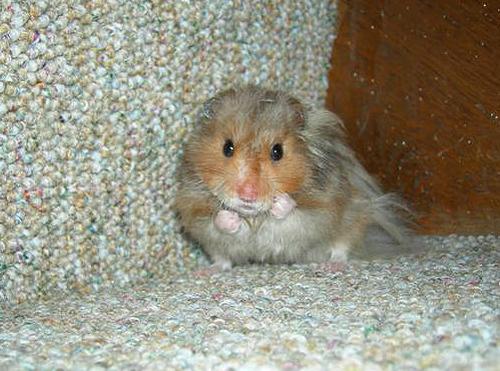 cute overload - put up your dukes hamster - I found this picture at www.cuteoverload.com and loved it. It&#039;s the"put-up-your-dukes" hamster!