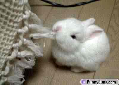 3 months old - I got my bunny on February 23, 2007. I instantly fell in love with him.
