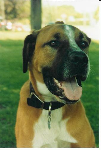 General bob  - This is my puppy General Bob