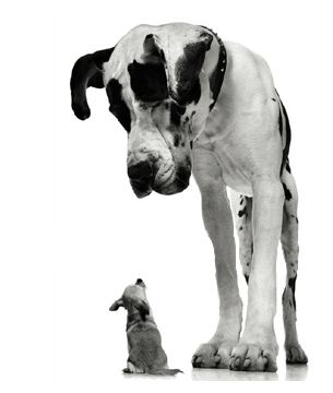 dogs - dog house