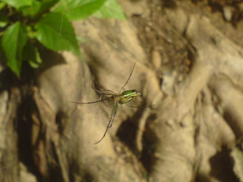 spider - its of my mob phone