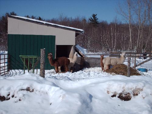 Alpacas in Winter - Female ALpacas enjoy one of the first snows of the winter season. 
