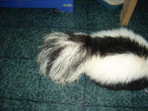 Pepe La Peu - Check out that tail!!!