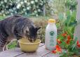 cat drinks the raw milk!!!!! - cat drinks the raw milk!!!!