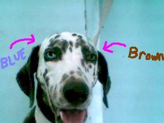 my dog - dalmatian. name is sanchai.