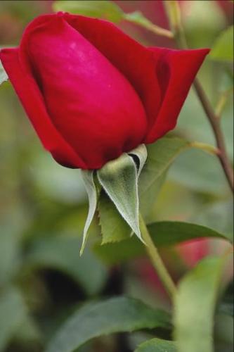 flower - rose