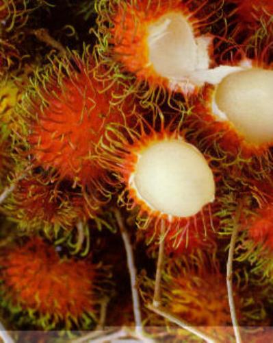 rambutan - my favorite fruit