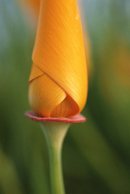 rose - rose flower