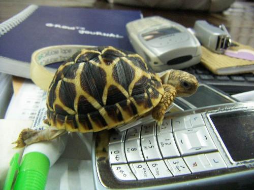 My turtle - This is my turtle. Actually it belongs to my girlfriend. We bought it in April 2006. The seller told us it is 'Desert Turtle' and we can just put it in a box as no water is required.