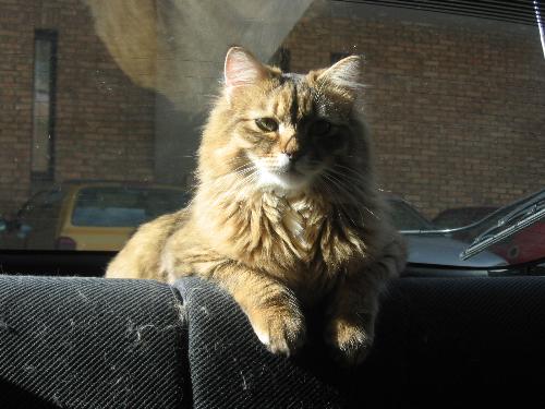 Hunny, my cat, in car (1) -  Hunny, my maine-cooon cat likes cars very much. He love to travel!