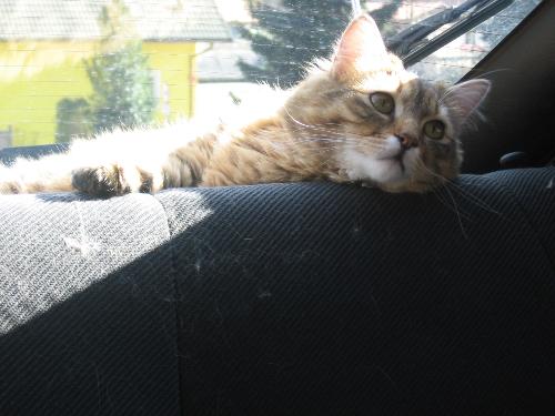 Hunny, my cat, in car (2) - Another picture of HUnny, waiting in car to go to make a ride.